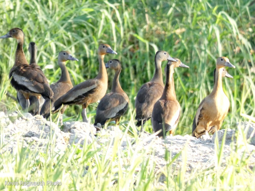 Black-bellied Whistling-Duck - ML608890173