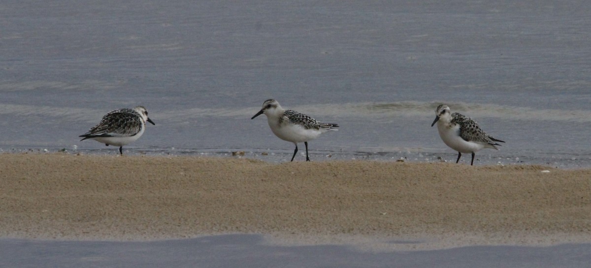 Sanderling - Randy Pinkston