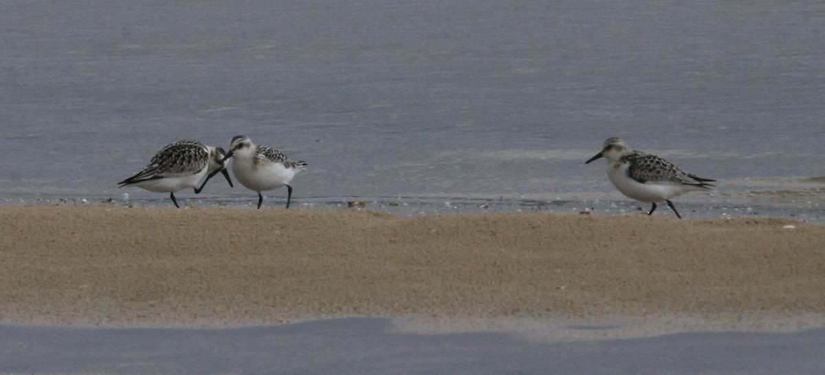 Bécasseau sanderling - ML608890213