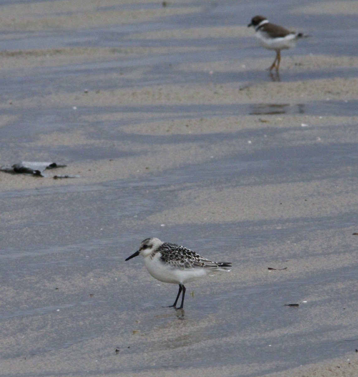 Bécasseau sanderling - ML608890219