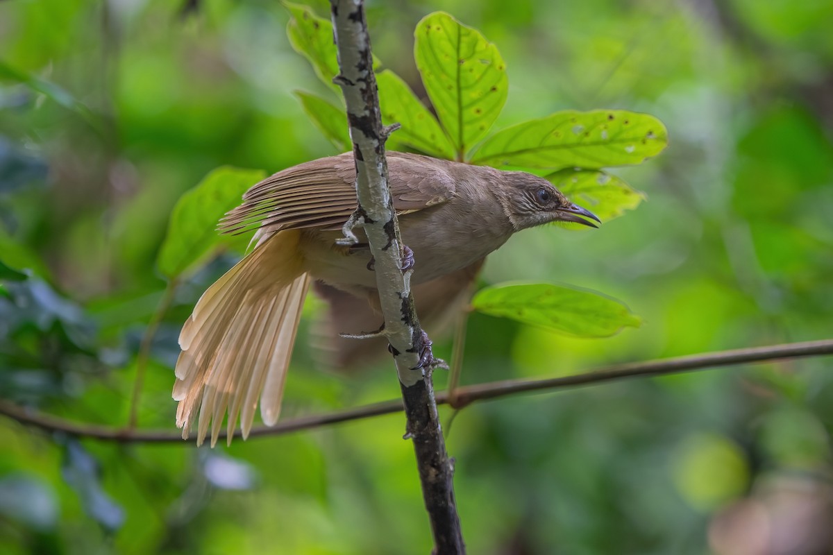 Streak-eared Bulbul - ML608890265