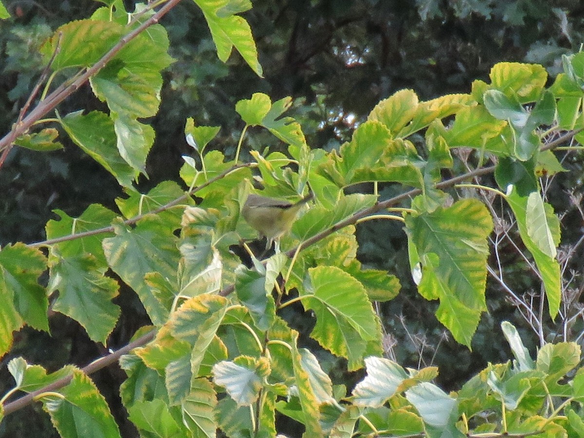 Orange-crowned Warbler - ML608890282