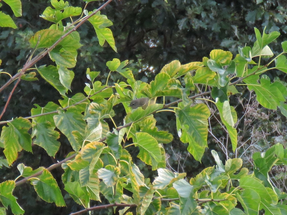 Orange-crowned Warbler - ML608890283