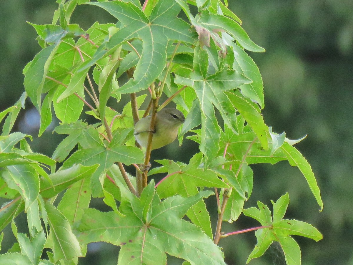 Orange-crowned Warbler - ML608890284