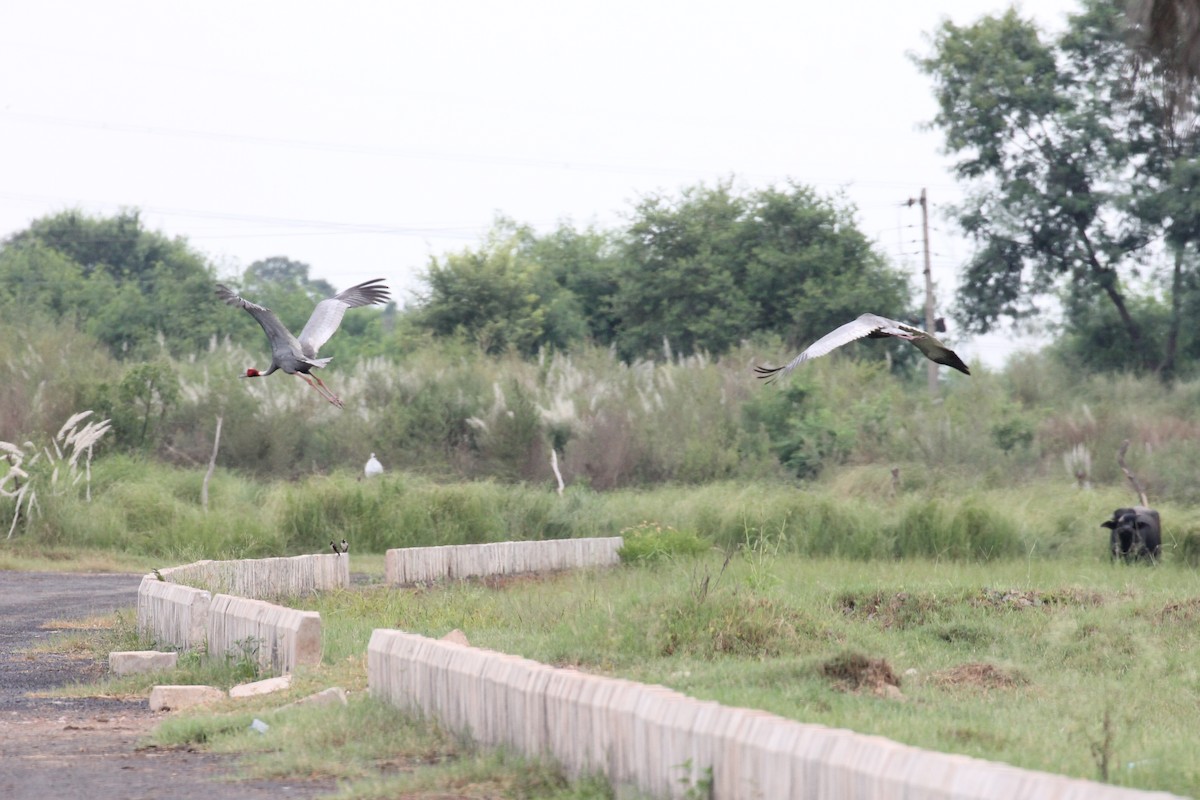 Sarus Crane - ML608890313