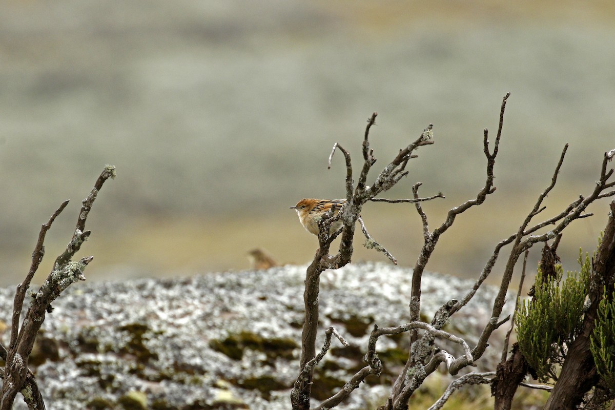 Ethiopian Cisticola - ML608890330