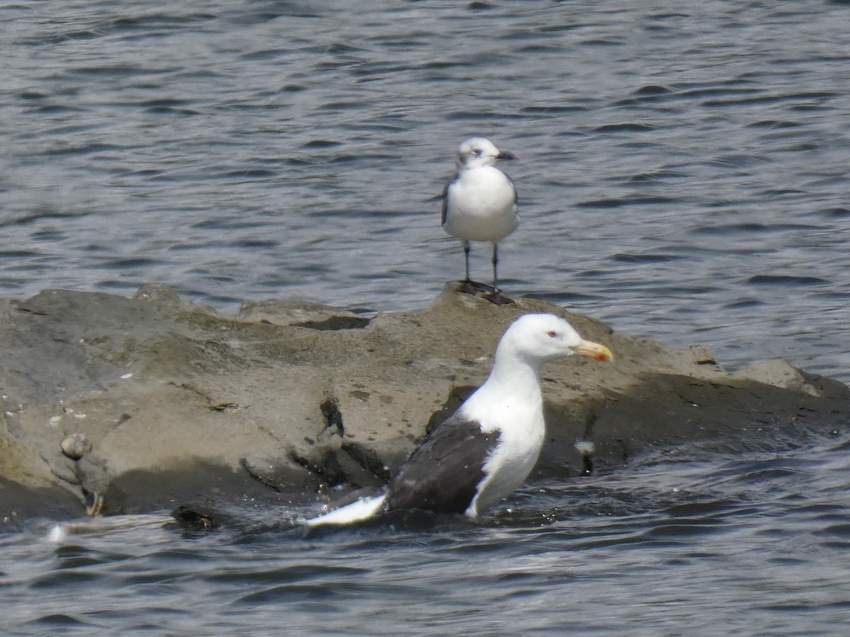 Great Black-backed Gull - ML608890348