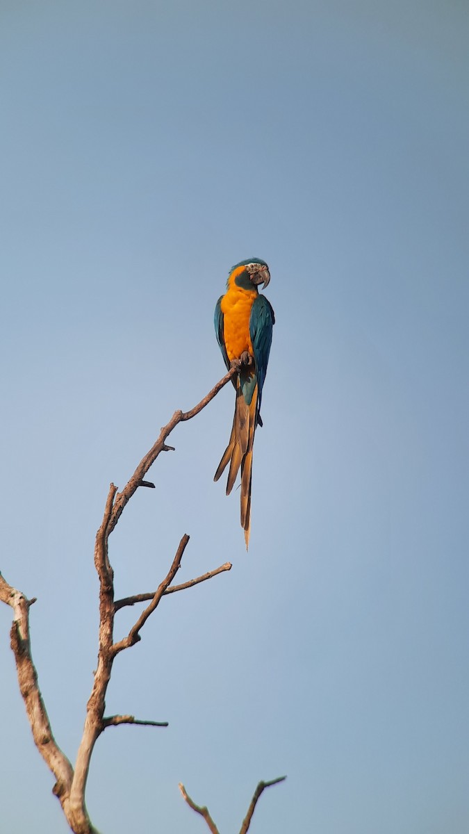 Guacamayo Barbiazul - ML608890358