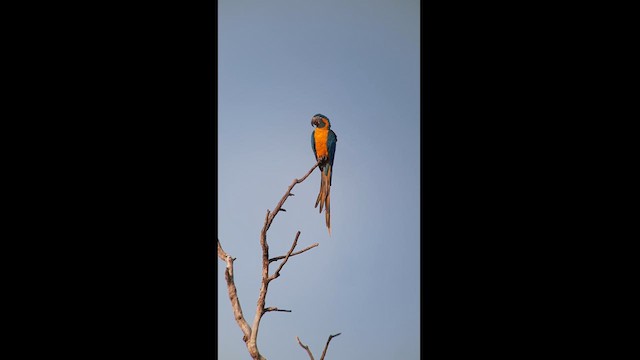 Blue-throated Macaw - ML608890418