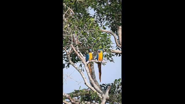 Blue-throated Macaw - ML608890419