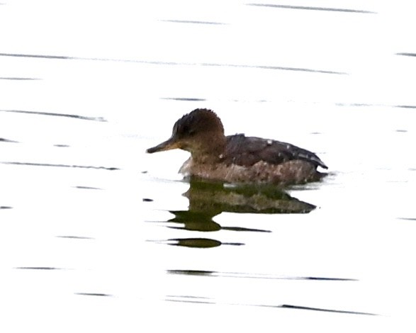 Hooded Merganser - ML608890422