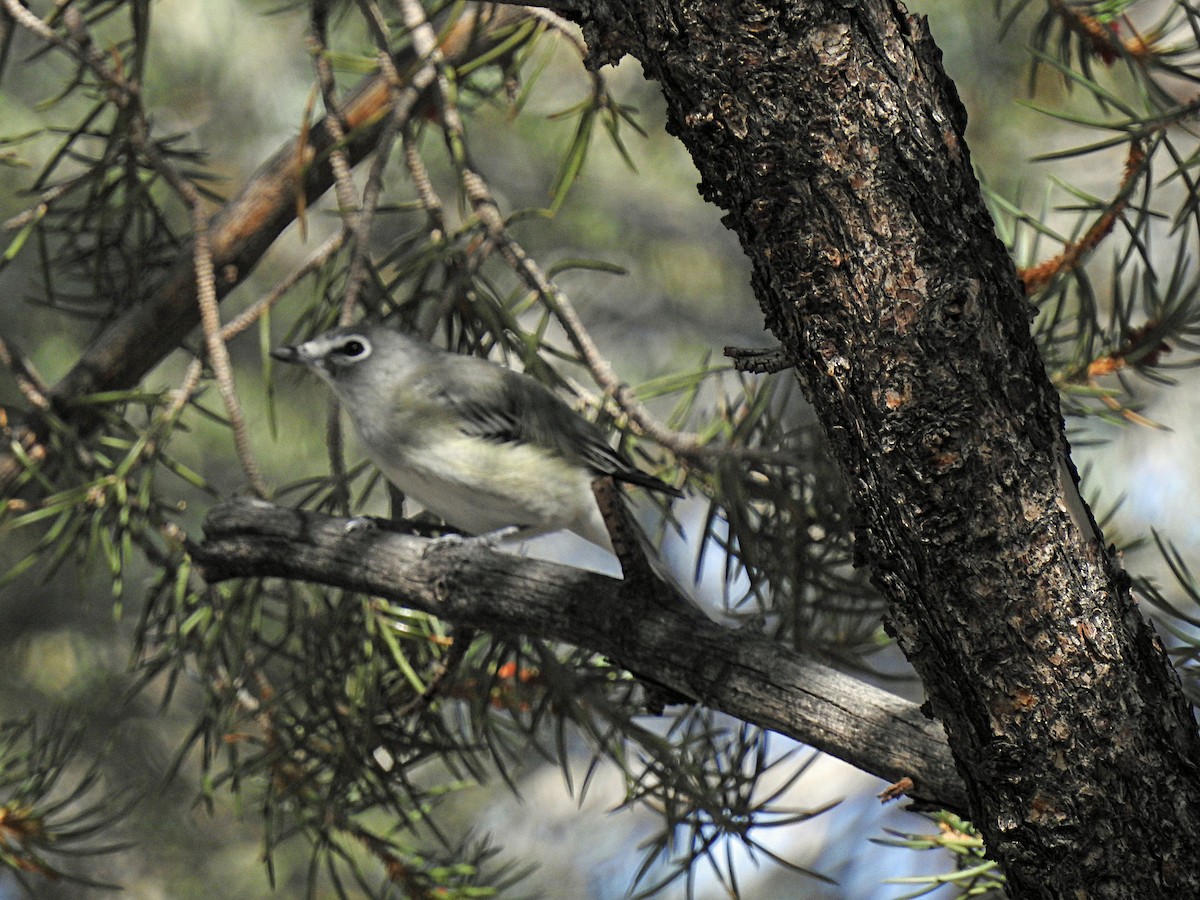 Cassin's Vireo - ML608890450