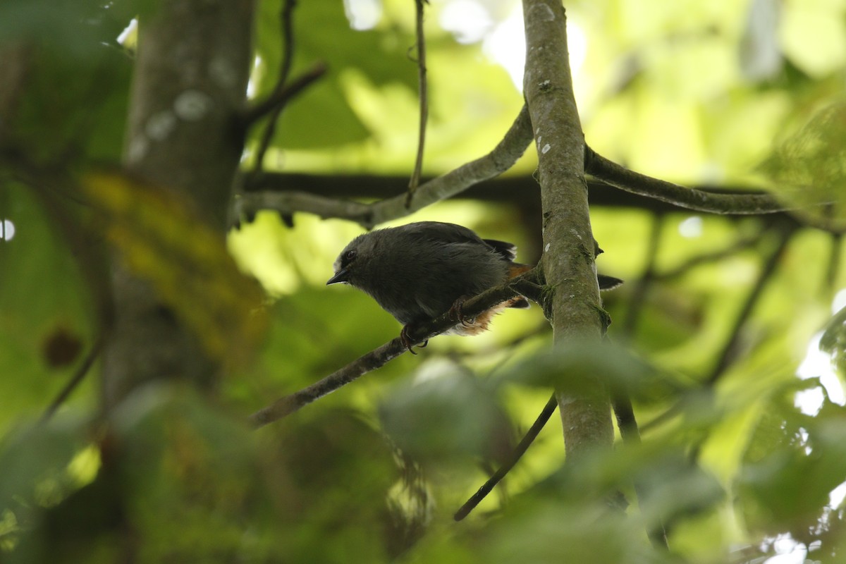 Abyssinian Catbird - ML608890580