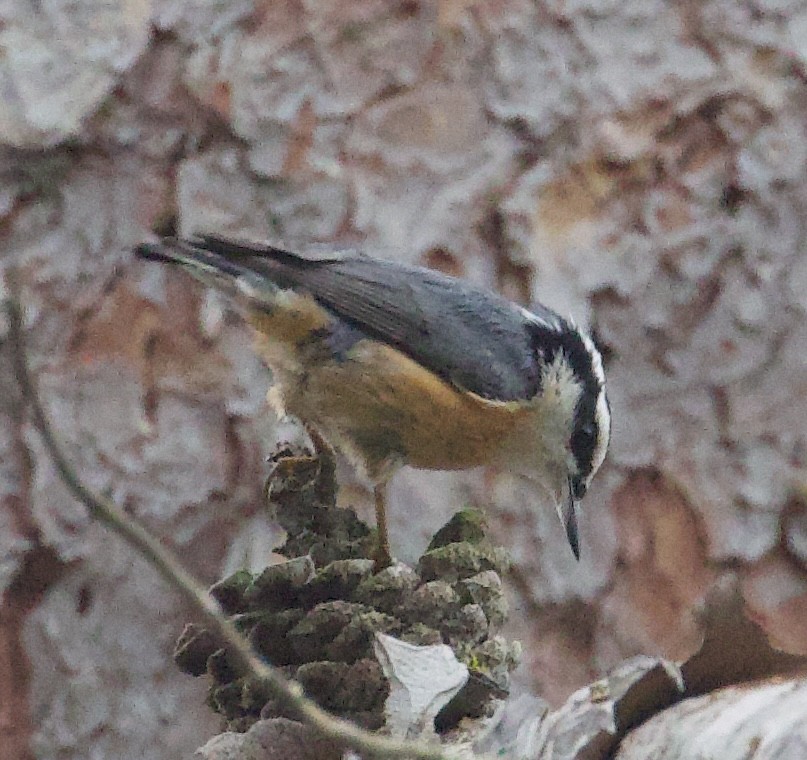 Red-breasted Nuthatch - ML608890602