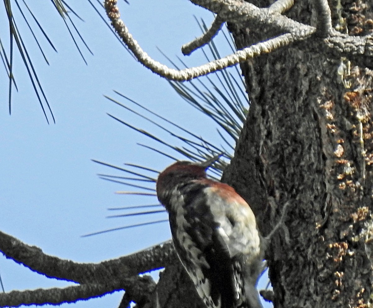 Red-breasted Sapsucker - ML608890618