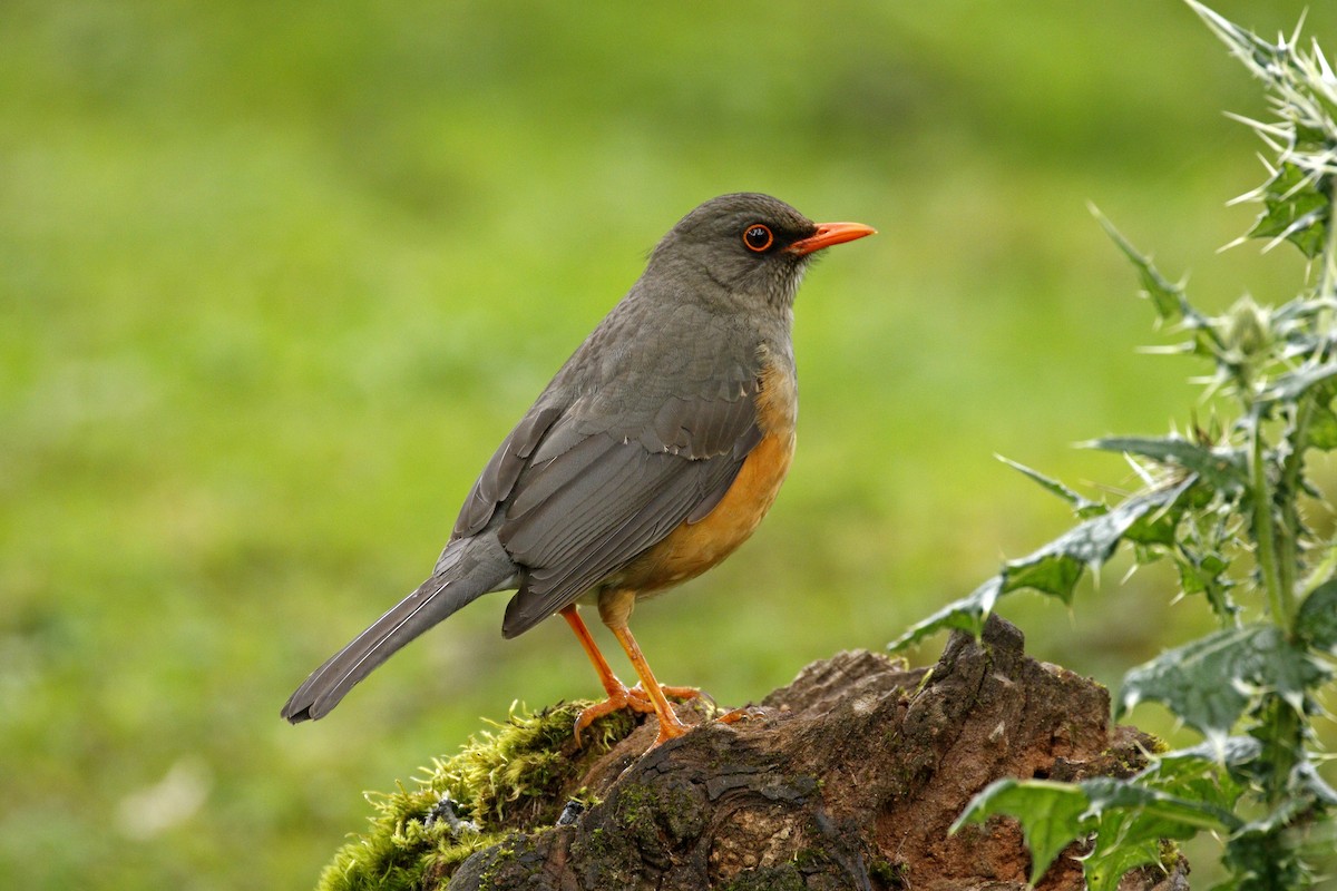 African Thrush - Daniel Booker