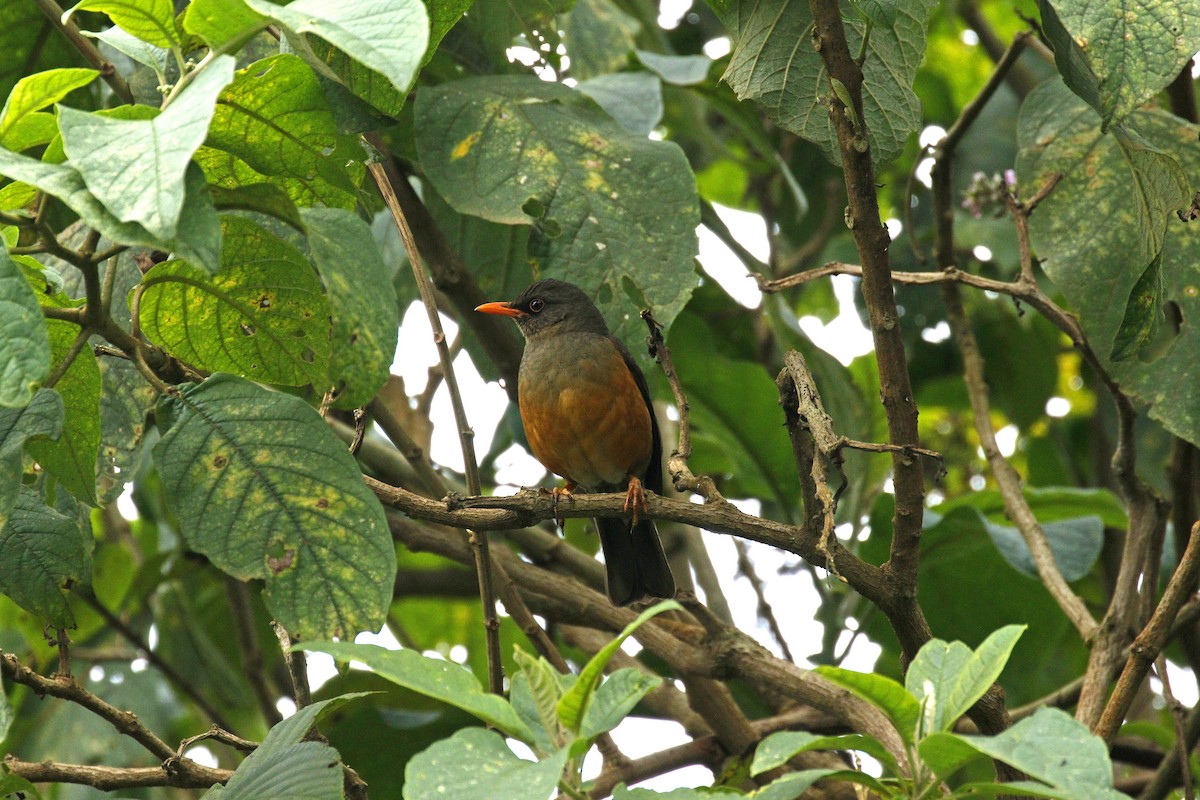 African Thrush - ML608890717