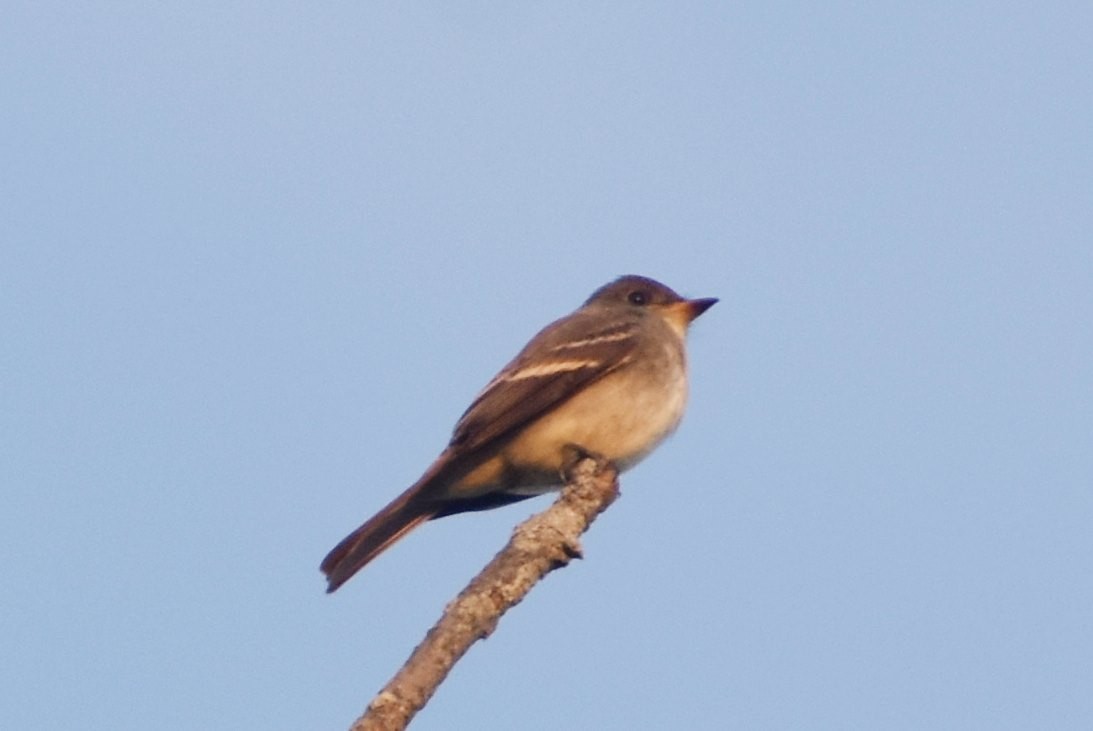 Eastern Wood-Pewee - ML608890802