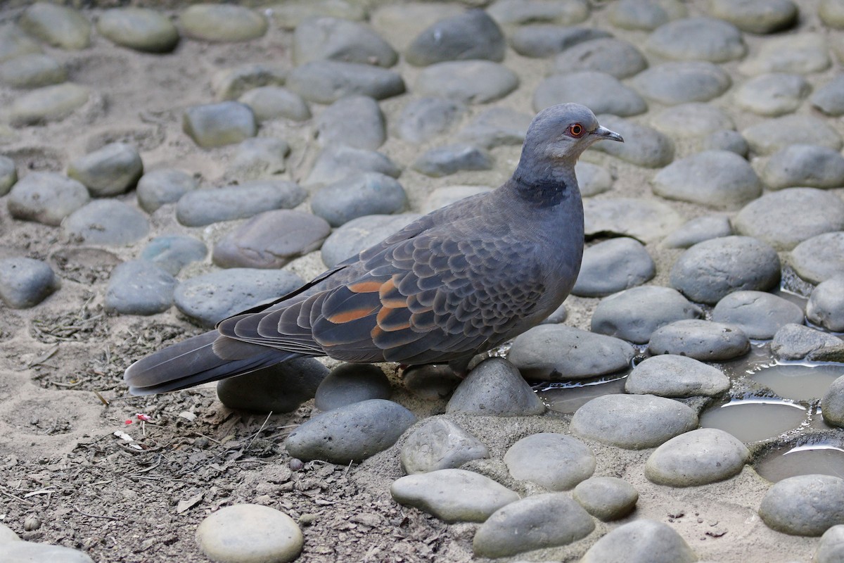 Dusky Turtle-Dove - Daniel Booker