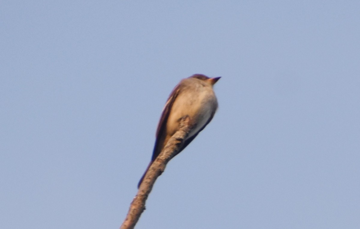 Eastern Wood-Pewee - ML608890863