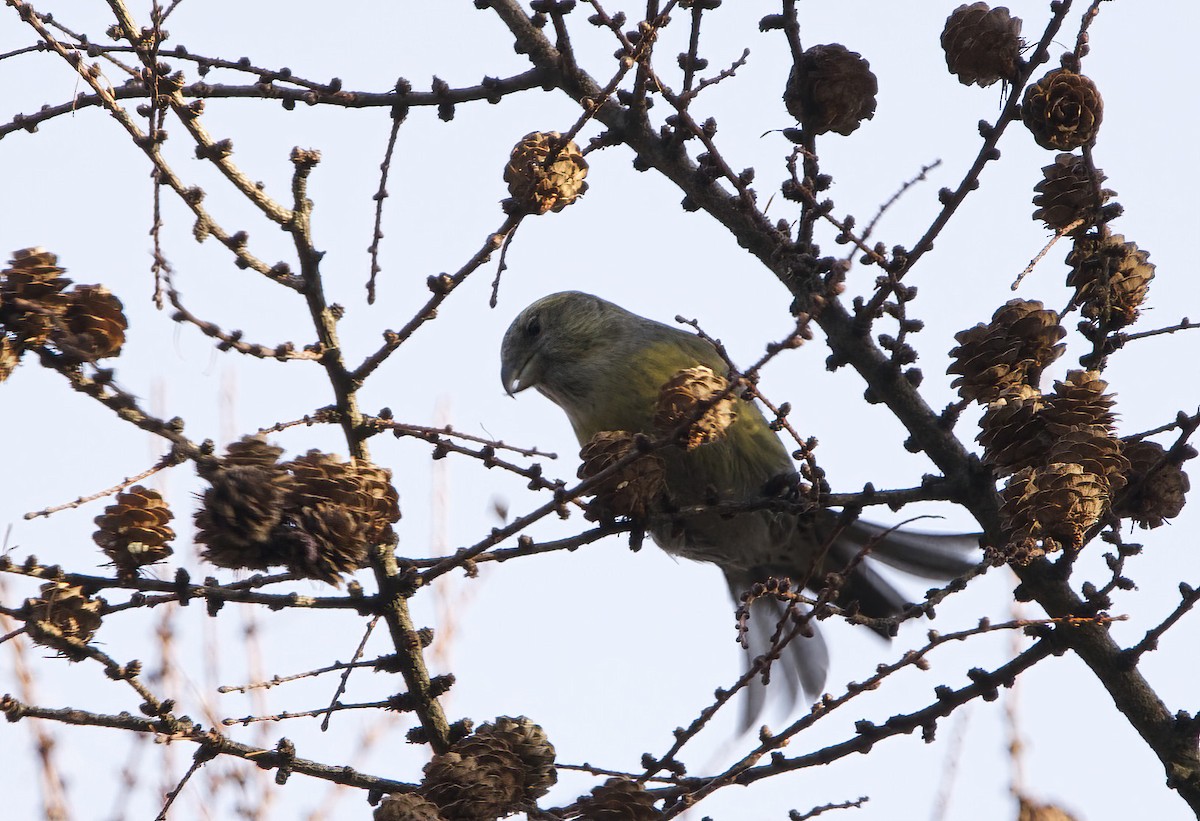 Белокрылый клёст (bifasciata) - ML608890957