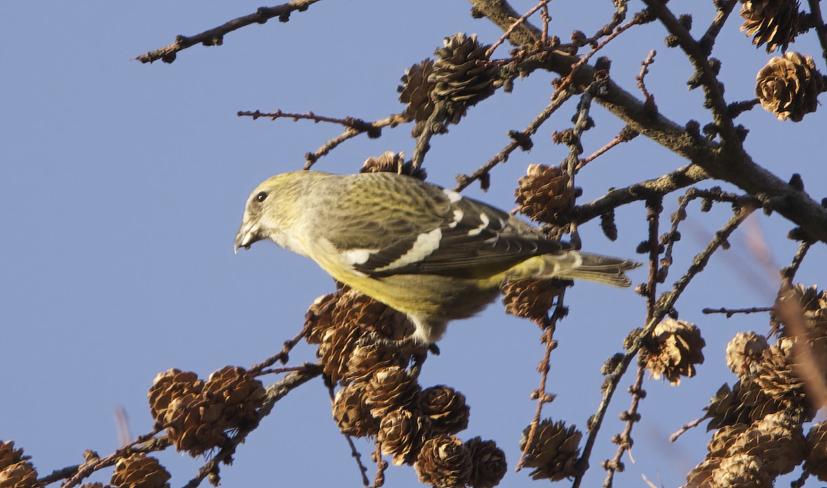 Шишкар білокрилий (підвид bifasciata) - ML608890959