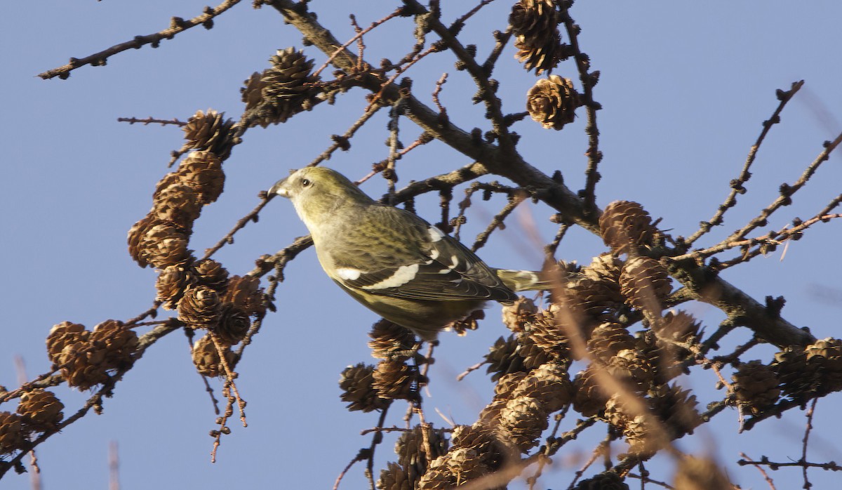 Ak Kanatlı Çaprazgaga (bifasciata) - ML608890960