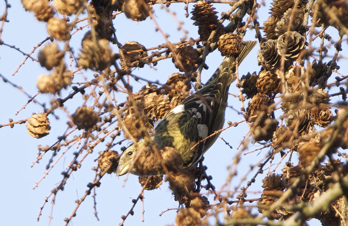 White-winged Crossbill (bifasciata) - ML608890983