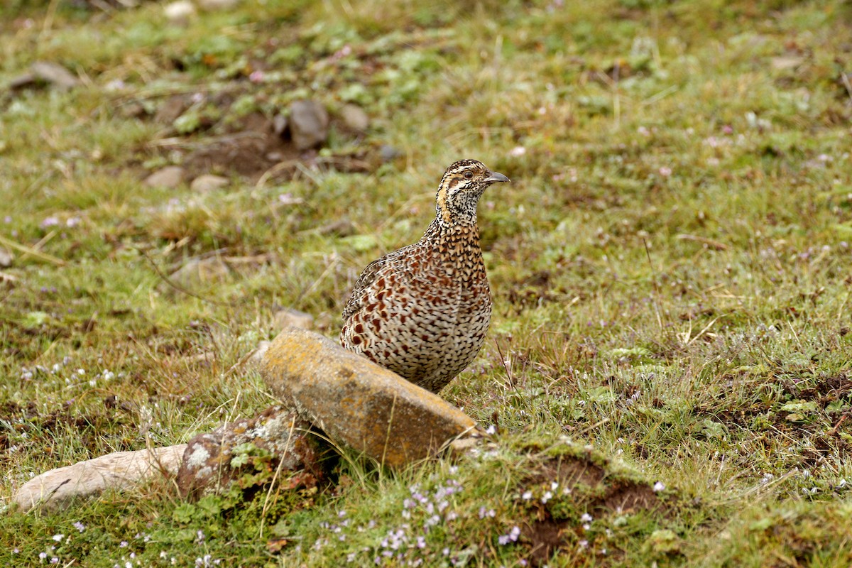 Moorland Francolin - ML608891119