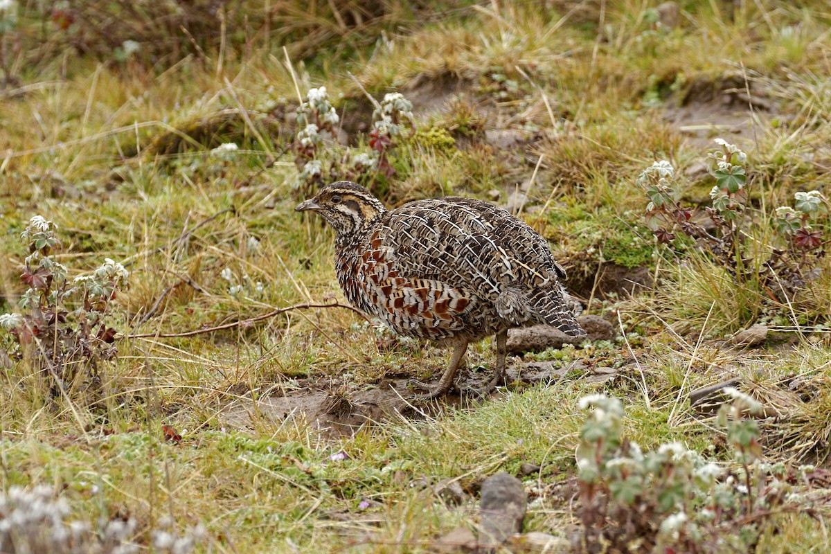 Francolin montagnard - ML608891120