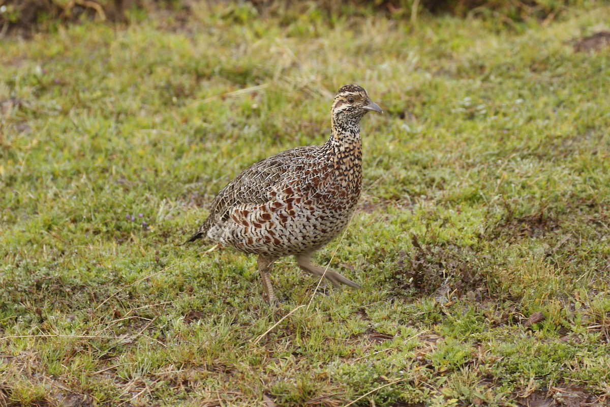 Moorland Francolin - ML608891123