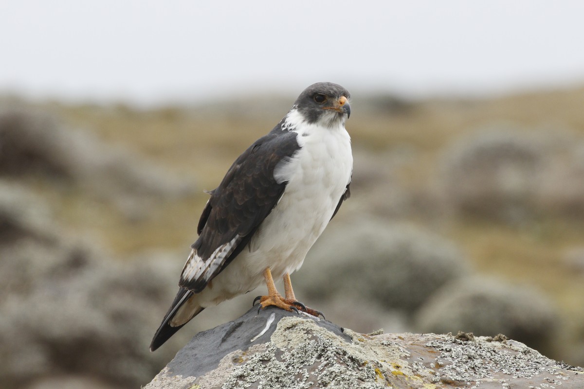 Augur Buzzard - ML608891131