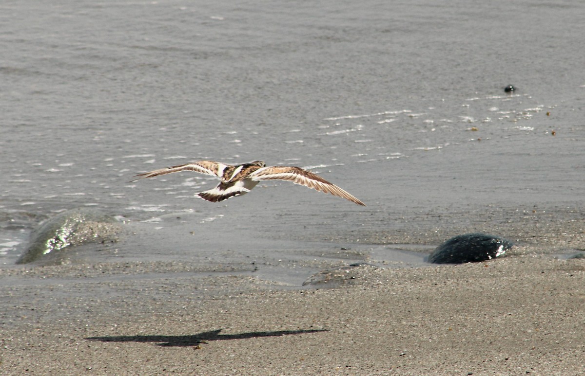 Ruddy Turnstone - T L P L