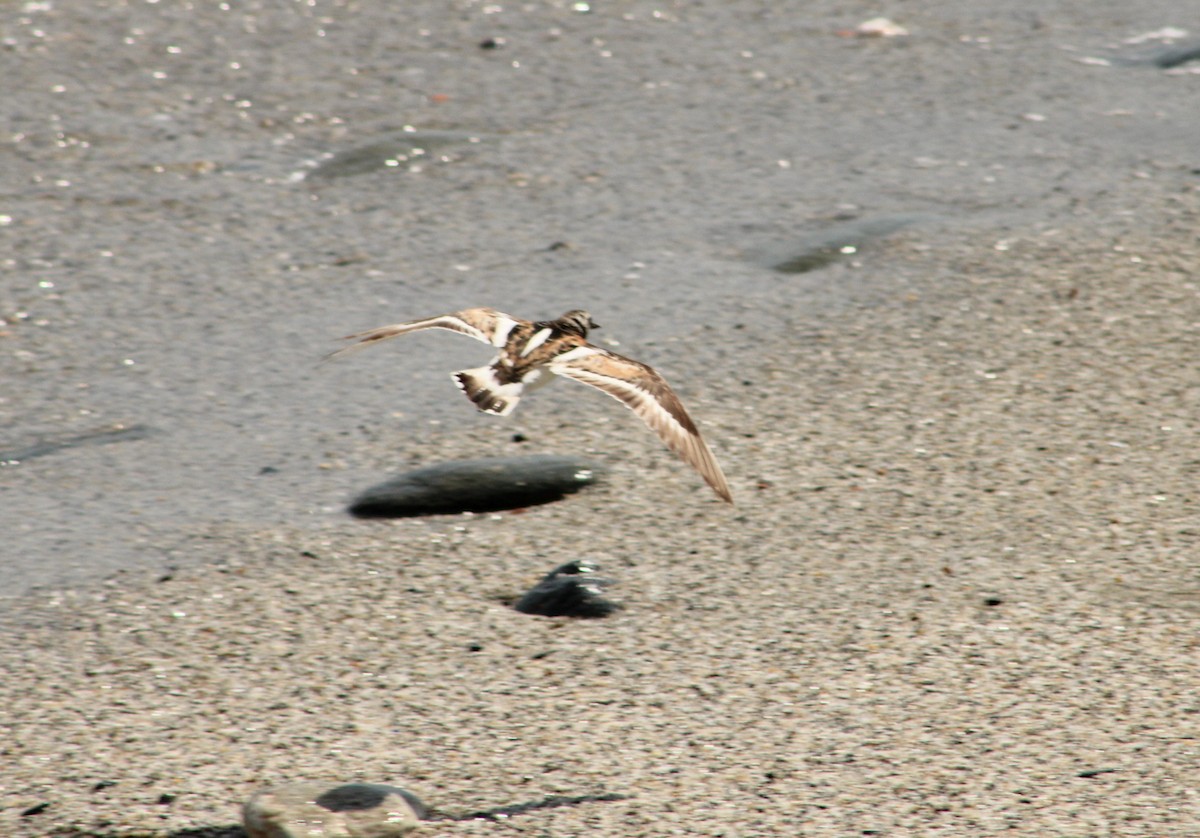 Ruddy Turnstone - ML608891145