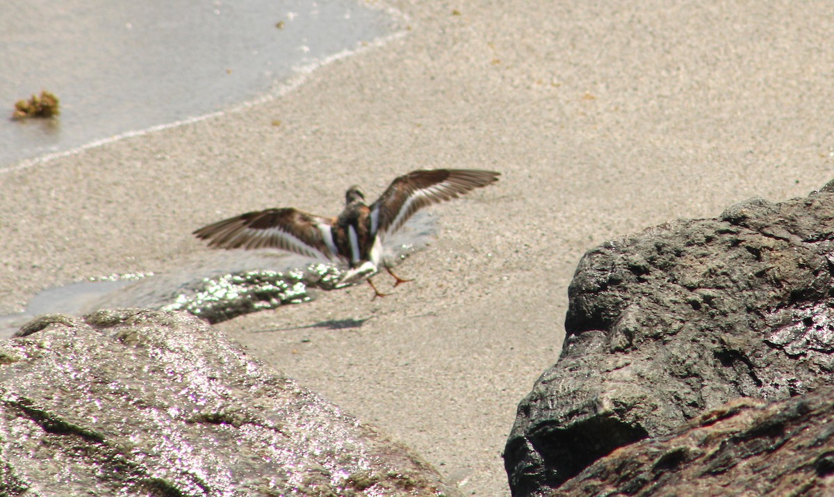 Ruddy Turnstone - T L P L