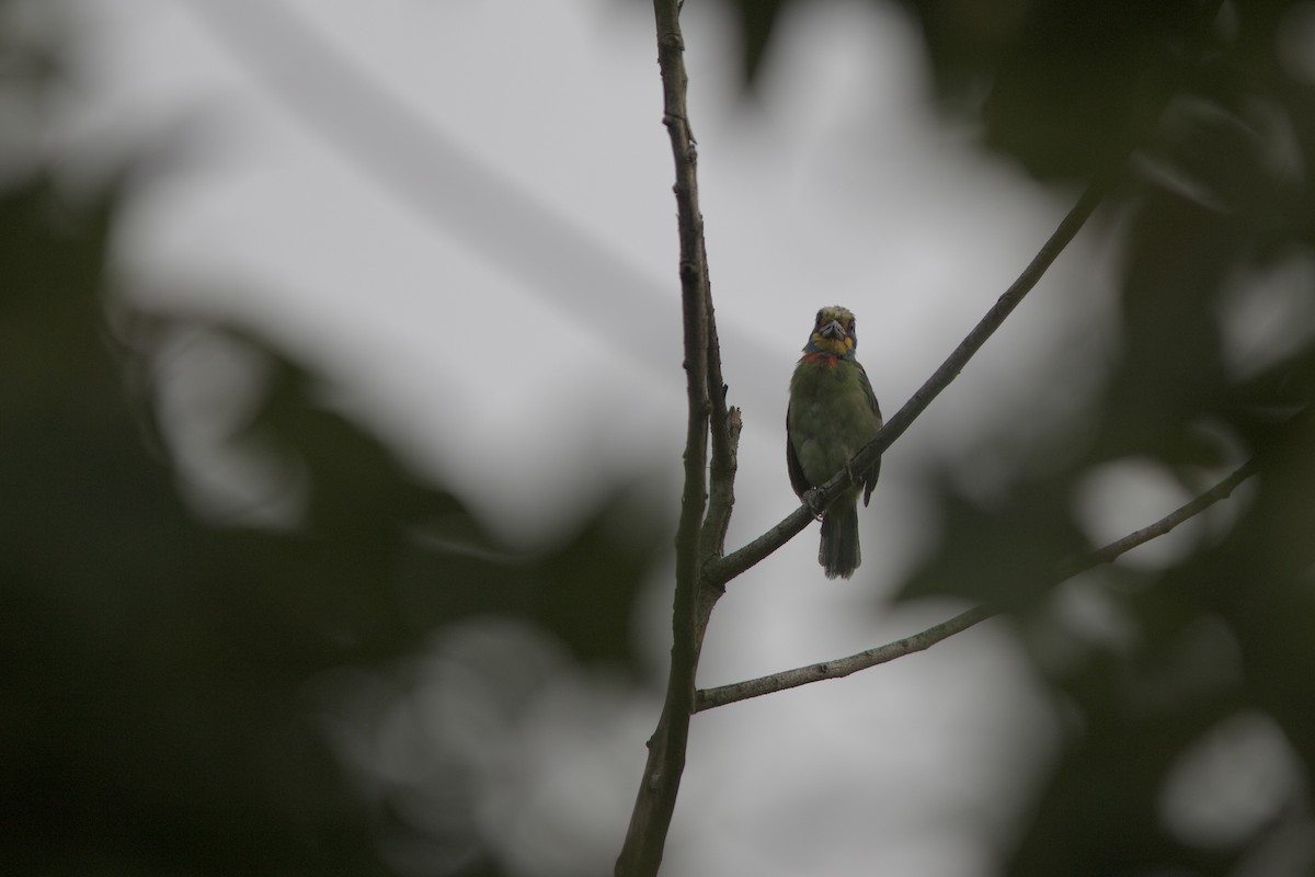 Taiwan Barbet - ML608891165