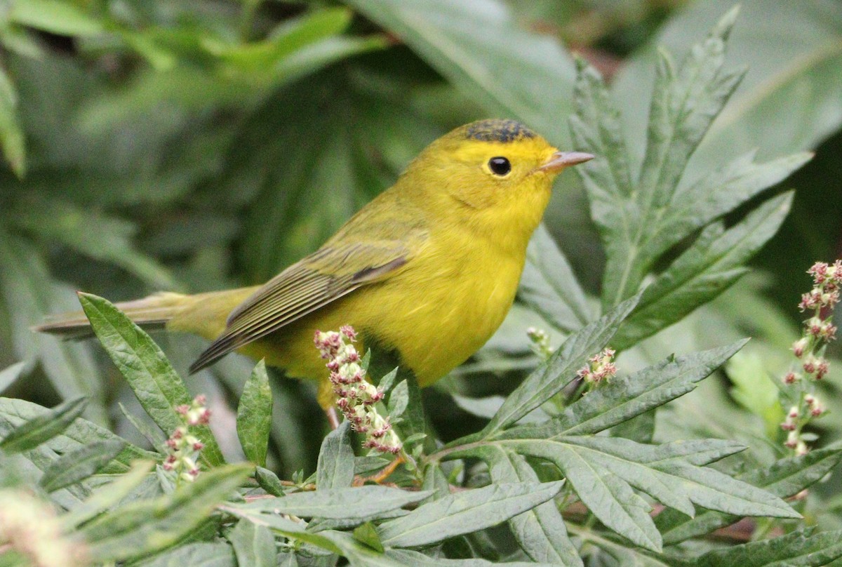 Wilson's Warbler - ML608891280