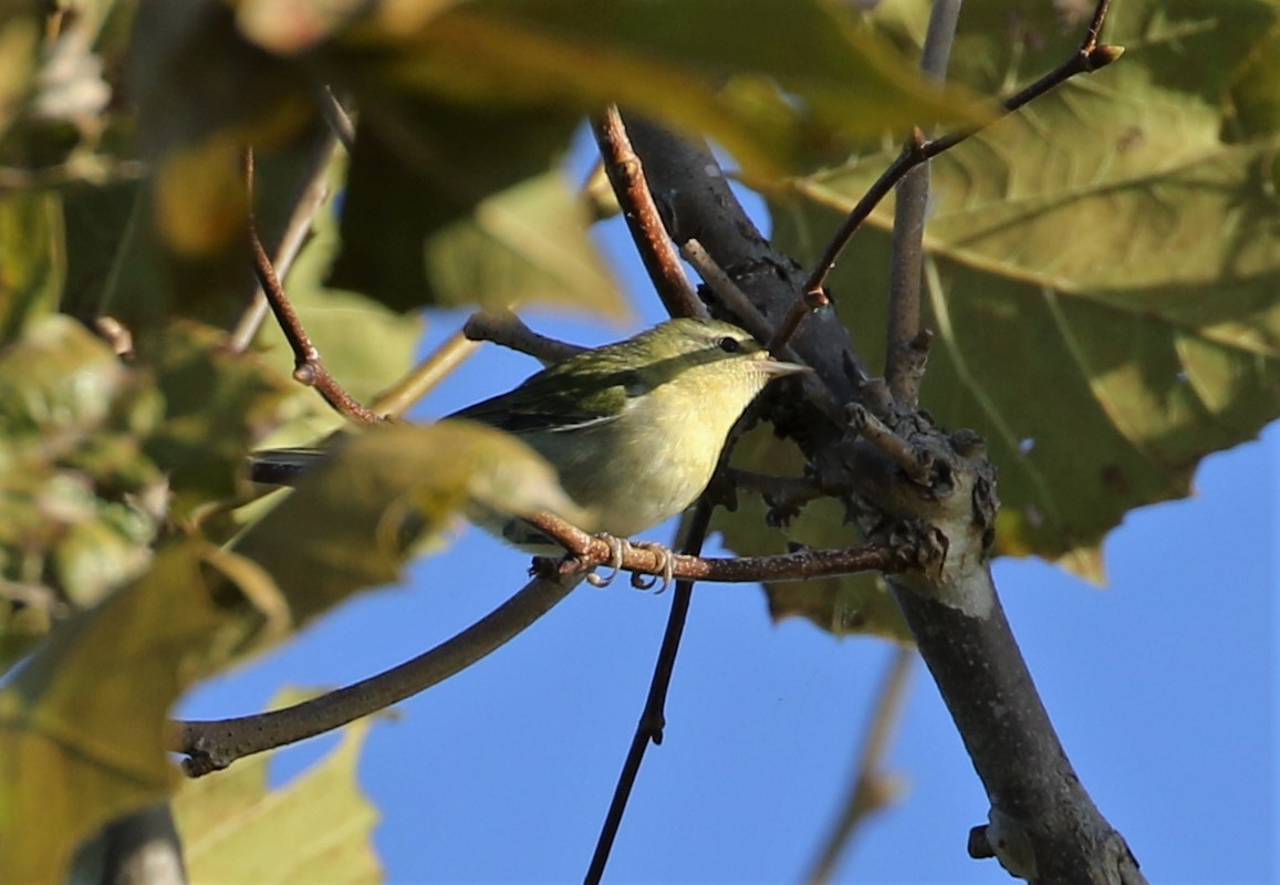 møllparula - ML608891341
