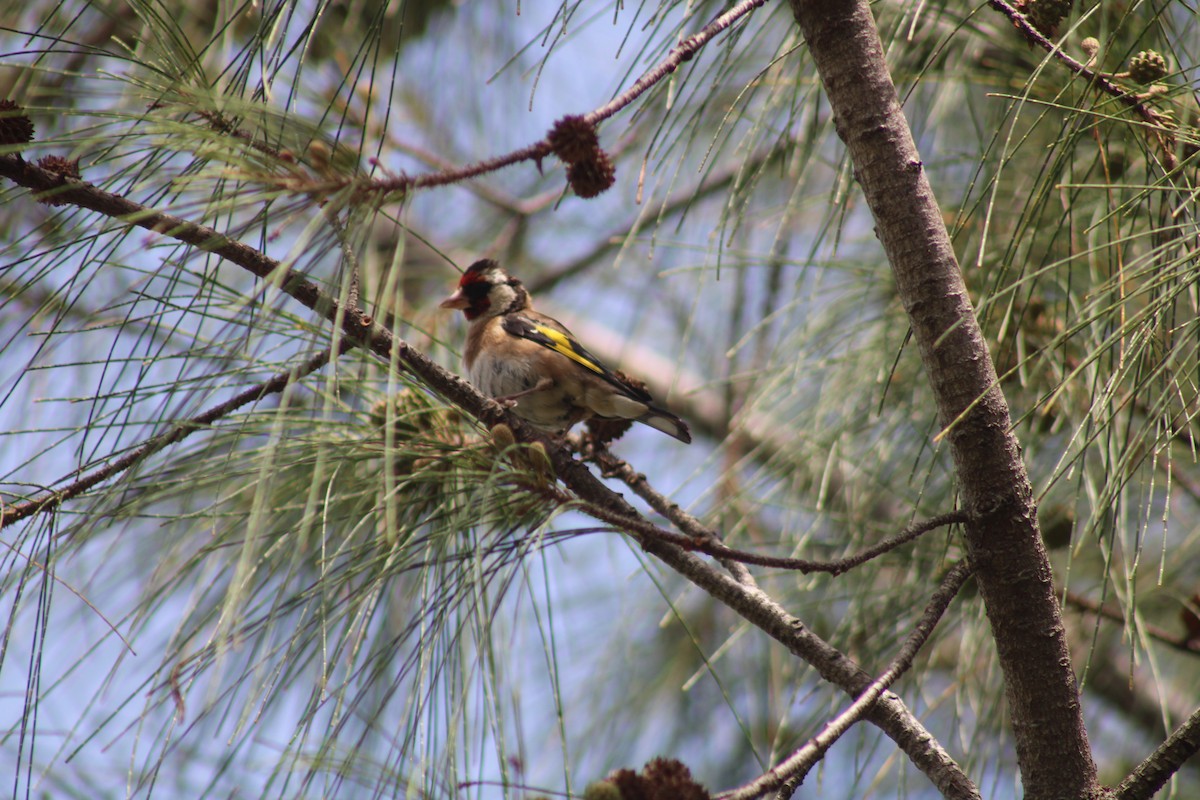 Chardonneret élégant - ML608891410