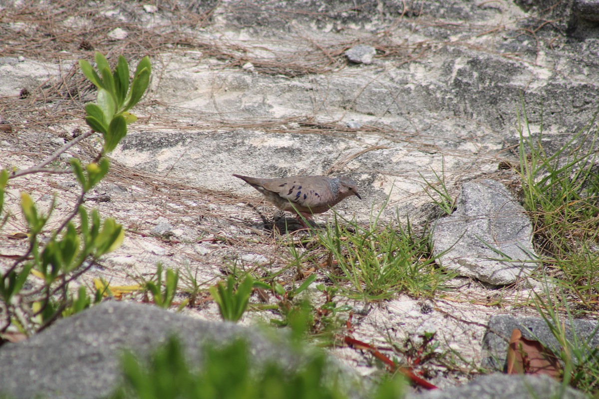 Common Ground Dove - Danny Castriotta