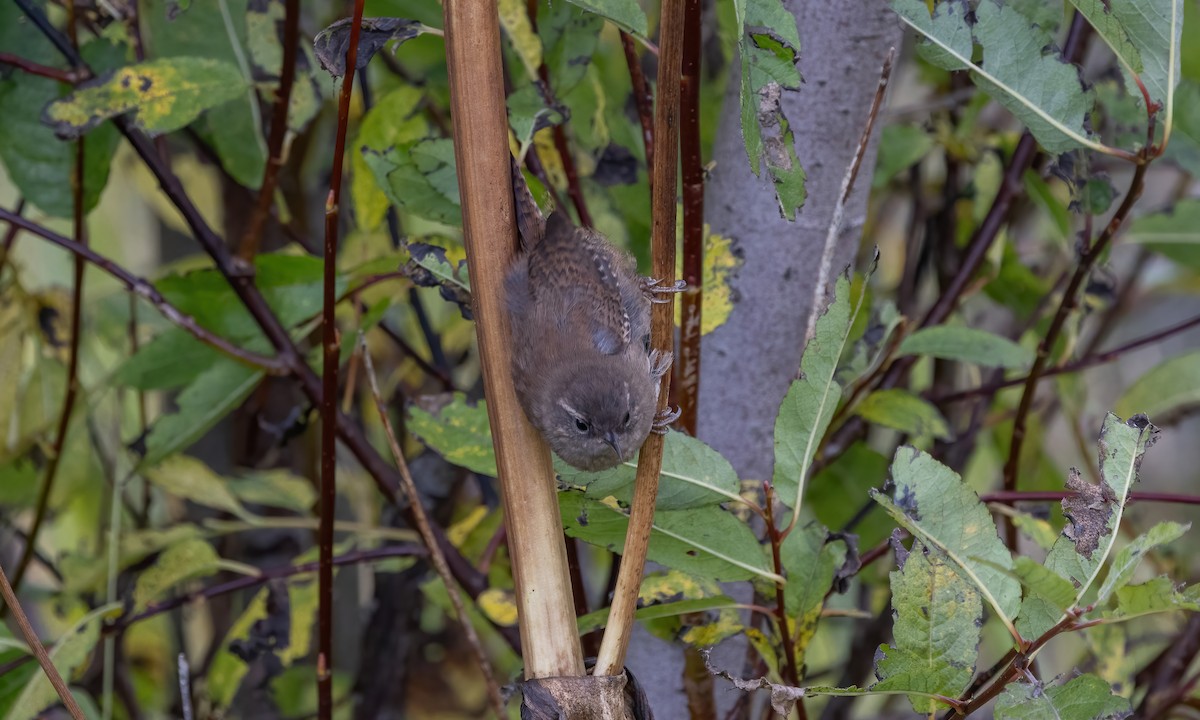 Chochín Paleártico (islandicus) - ML608891438