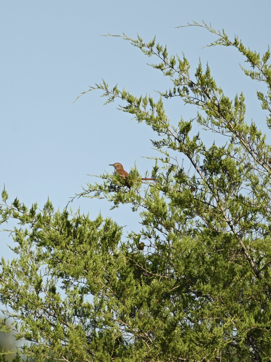 Brown Thrasher - ML608891540