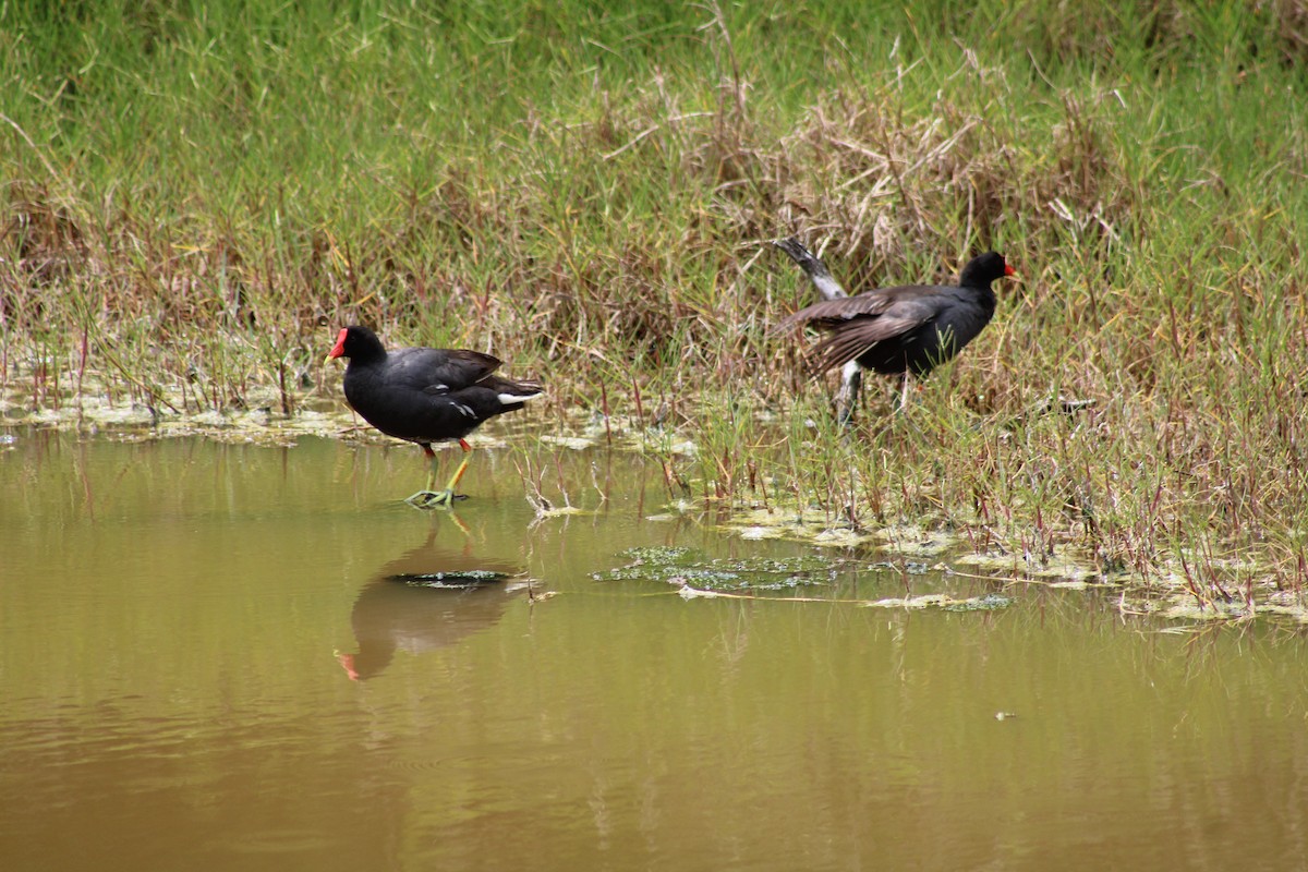 Common Gallinule - ML608891574