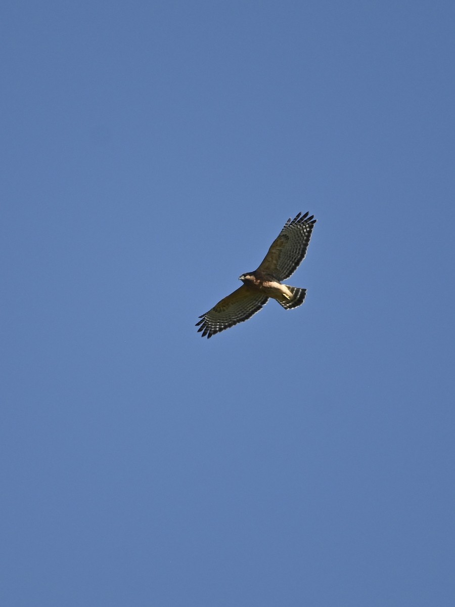 Red-shouldered Hawk - William Woody