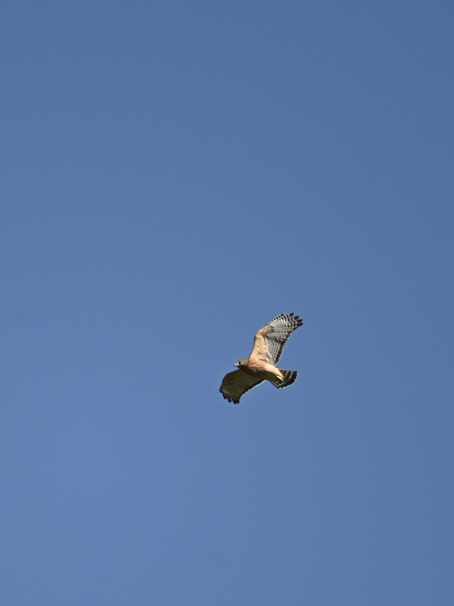 Red-shouldered Hawk - William Woody