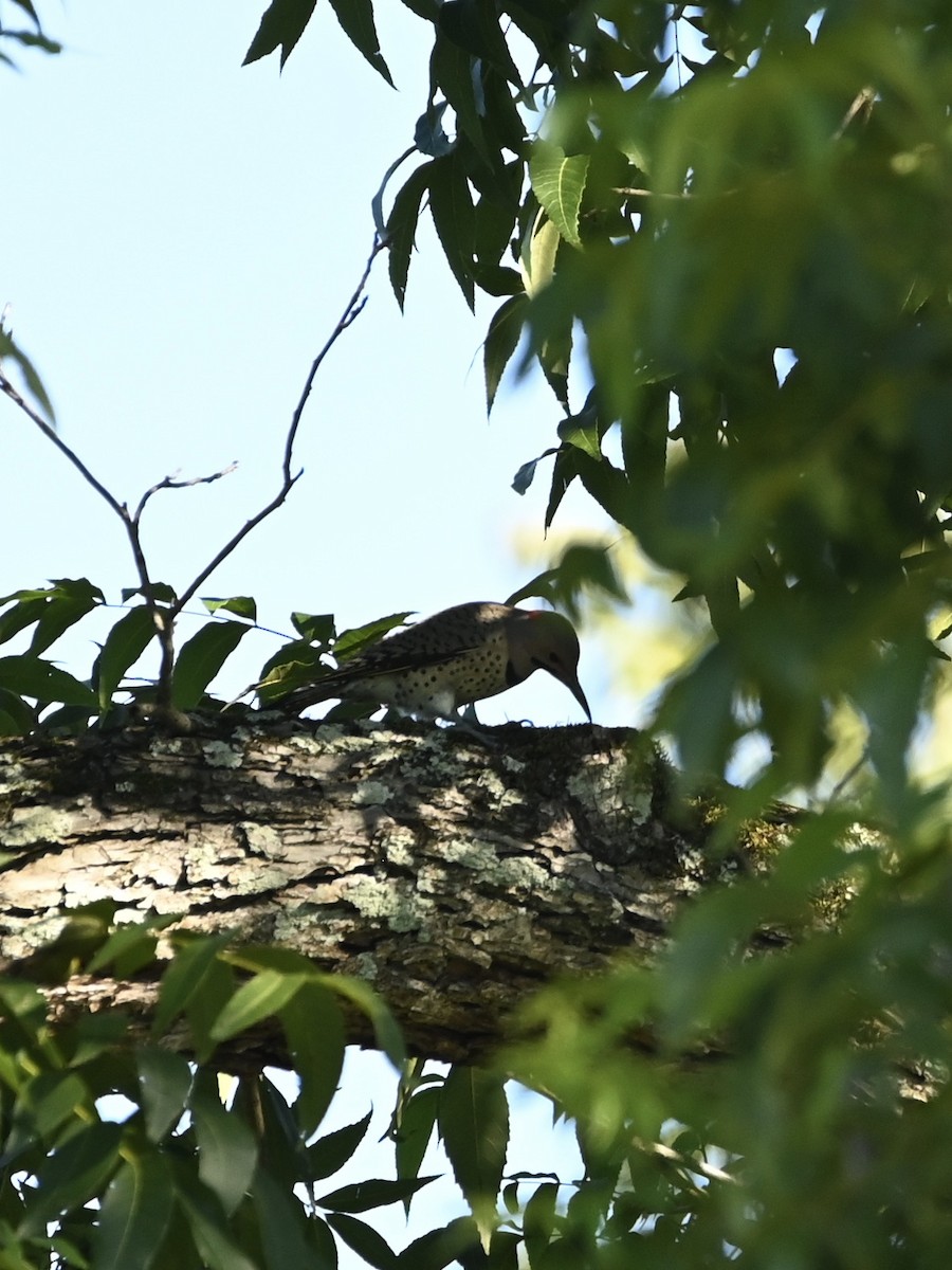 Northern Flicker - ML608891672