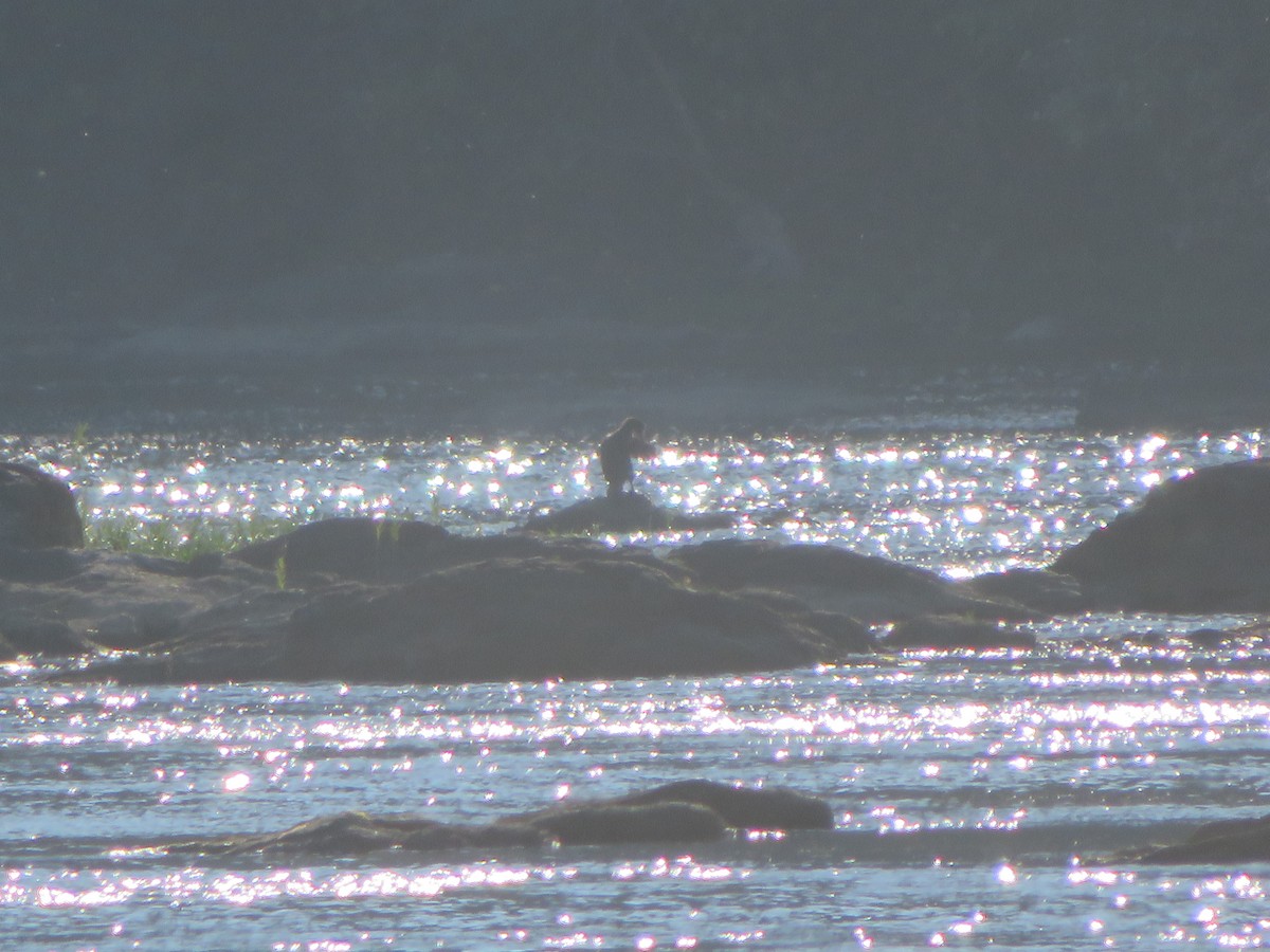 Double-crested Cormorant - ML608891690