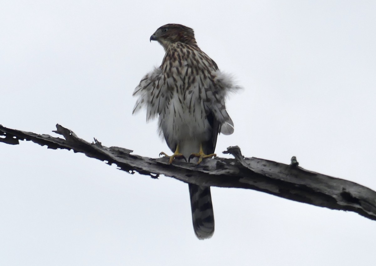 Cooper's Hawk - ML608891708