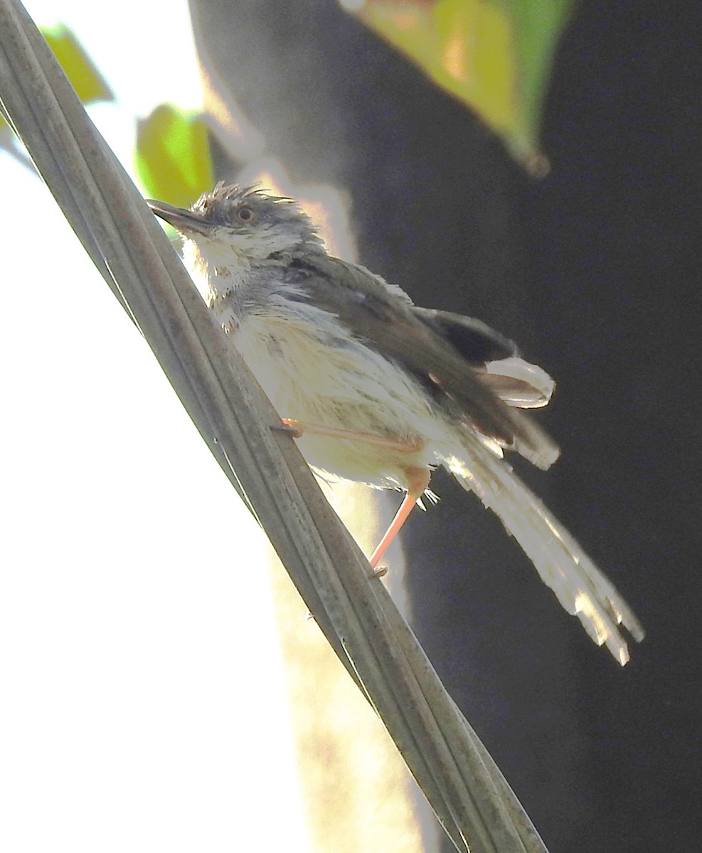 Gray-breasted Prinia - SANCHITA DEY