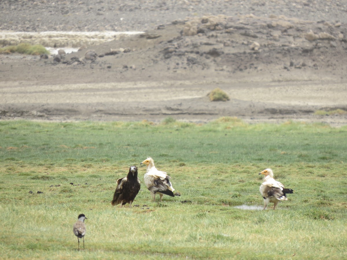 Egyptian Vulture - ML608891745